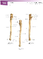Sobotta Atlas of Human Anatomy  Head,Neck,Upper Limb Volume1 2006, page 173